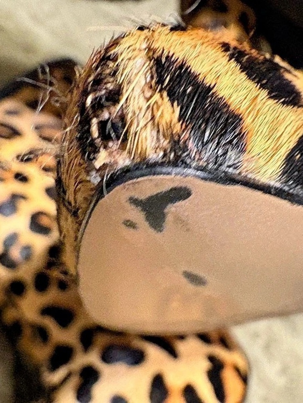 Adrienne Vittadini Nyla Leopard Calf Hair Ankle Bootie US 9.5 - Picture 10 of 13